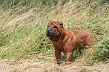 SHAR-PEI 869